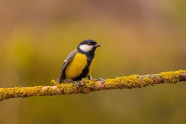 A Great Tit perched on a mossy branch. The bird is in focus, while the background is blurred. The colors are predominantly yellow, black and green.