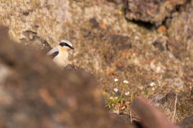 A Northern Wheatear bird camouflaged amongst rocks and sparse vegetation. clipart