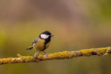 A great tit perched on a mossy branch. Serene nature scene.