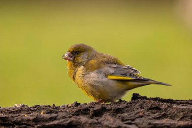 Koyu yeşil arka planı olan, koyu bir kütüğe tünemiş bir ispinoz..