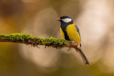 A vibrant Great Tit rests on a moss-covered branch, showcasing its bright yellow and black plumage against a blurred autumnal backdrop.
