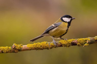 A captivating image of a Great Tit perched on a moss-covered branch. The bird's vibrant plumage contrasts beautifully with the soft, muted background.