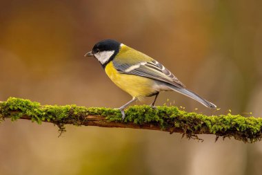 A Great Tit bird rests on a mossy branch. Autumnal colors blur the background.