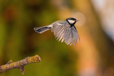 A great tit takes flight, wings spread wide. Nature's beauty captured in this image.