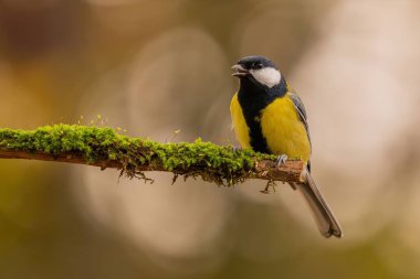 A great tit perched on a moss-covered branch. Beautiful nature photography.