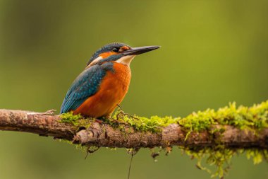 Canlı bir balıkçı yosunlu bir dalın üzerinde duruyor. Çarpıcı renkler ve detaylar.