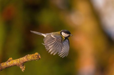 A great tit in mid-flight, wings outstretched, near a branch. A perfect moment of nature's grace.