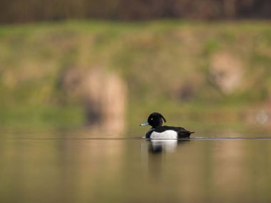 Yalnız bir Tufted Duck sakin bir gölde huzur içinde süzülür, yansıması sakin sularda yankılanır..