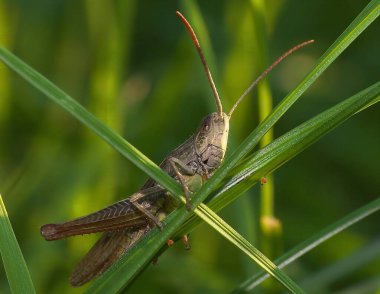 Canlı yeşil çimenlerin üzerine tünemiş bir çekirgenin detaylı bir yakın çekimi karmaşık detaylarını ve doğal çevresini gözler önüne seriyor..