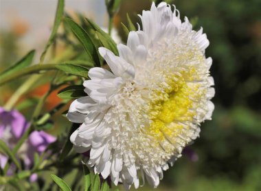 Çarpıcı bir yakın plan fotoğrafı, beyaz bir aster çiçeğinin karmaşık detaylarını yakalar. Sarı merkezi, canlı bir kontrast sağlar..