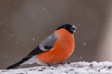 Canlı bir ispinoz karlı bir yüzeyde oturur, etrafında kar taneleri yavaşça düşer. Kuşun parlak tüyleri sessiz arkaplanda göze çarpar..