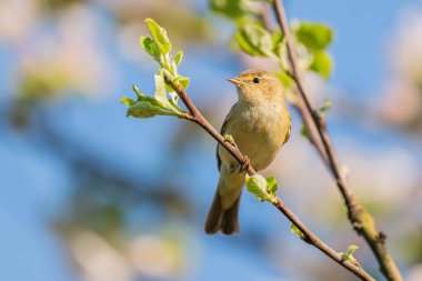 Küçük bir çınar kuşu çiçek açan bir dalın üzerinde dinlenir. Bahar zamanı renkleri ve yumuşak ışık kuşun cazibesini yakalar..