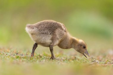 Küçük, kabarık, yeşil bir çayırda, yerde gagalar..