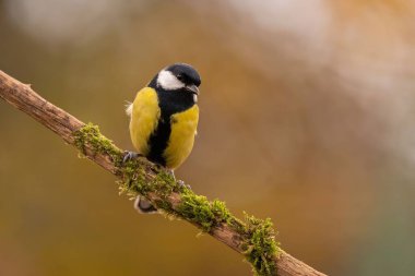 A Great Tit rests on a mossy branch, autumnal tones in the background. Peaceful nature scene.