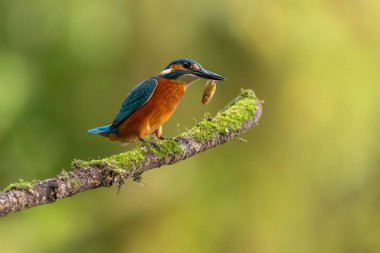 Yosun dolu bir dala tünemiş bir balıkçı gagasında küçük bir balık tutuyor. Güzel doğa fotoğrafçılığı.