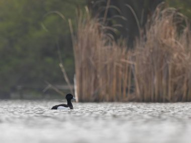 Yalnız bir tüy ördeği sakin bir gölde süzülür, sazlıklar bulanık bir zemin oluşturur..