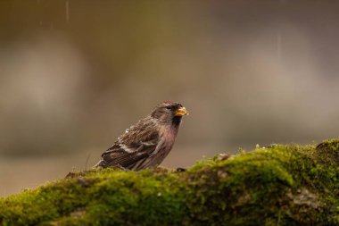 Yaygın bir redpoll kuşu hafif bir yağmur sırasında yosunlu bir yüzeyde oturur. Sakin ve sakin bir atmosfer.