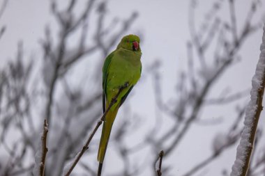 A vibrant green ring-necked parakeet perched on a snow-covered branch during a winter day. clipart