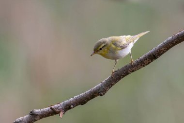 Küçük, büyüleyici bir Chiffchaff bir dala tünemiş, güzel tüylerini bulanık bir arka planda sergiliyor.