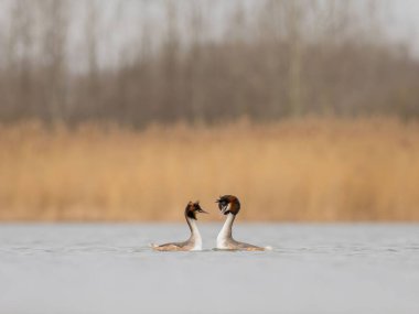 Two Great Crested Grebes perform their mating dance on a tranquil lake. The calm water reflects the muted colors of the background. clipart