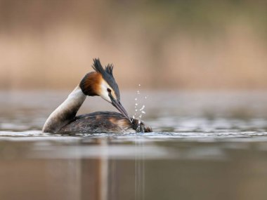 Büyük bir ibikli yunus tüylerini sakin bir gölde temizler. Kuş güzel bir şekilde suya yansıyor..