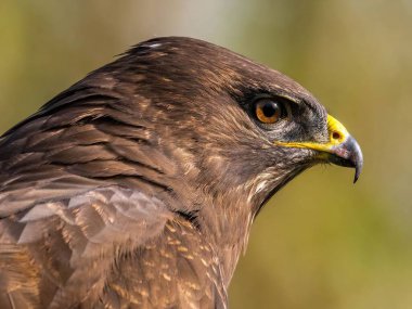 Görkemli bir kahverengi şahinin yakın çekim profili. Keskin özellikleri vurgulanıyor, doğal güzelliğini ve gücünü sergiliyor..