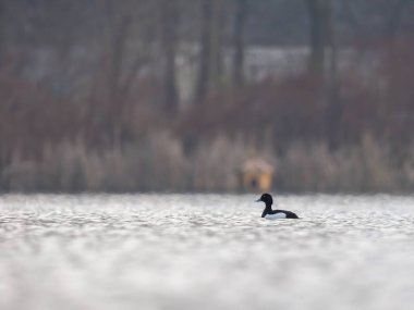 A solitary duck floats serenely on a tranquil lake, surrounded by a softly blurred background of trees. The soft morning light enhances the peaceful scene. clipart