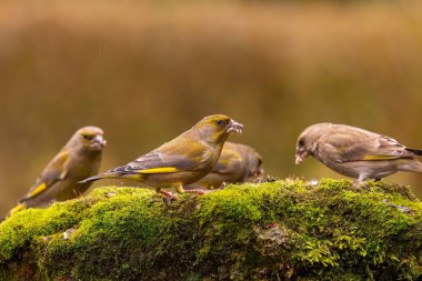 Üç yeşil ispinoz yosunlu bir kayaya tünemiş, doğal ortamdaki yemeğin tadını çıkarıyorlar..