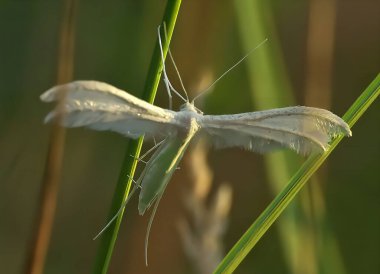 A stunning close-up captures a white plume moth delicately perched on a vibrant green blade of grass. The sunlight illuminates the scene, enhancing the intricate details of its feathery wings. clipart