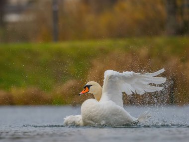 A stunning swan gracefully takes flight from a calm lake, its white feathers glistening in the autumn sun. clipart