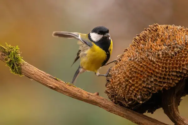 A Great Tit bird perched on a mossy branch next to a dried sunflower. Autumnal colors.