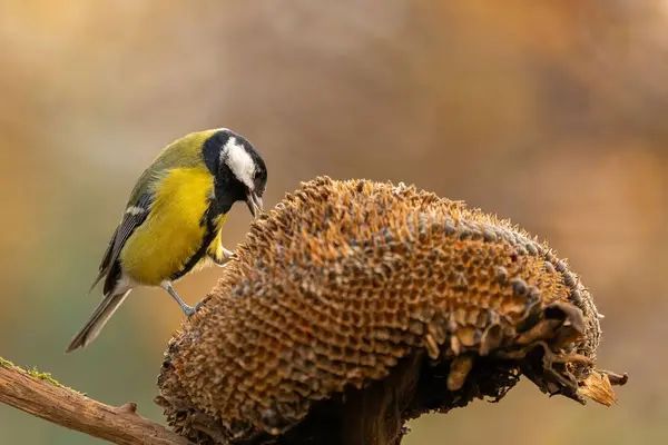 A Great Tit perches on a dried sunflower head, enjoying its seeds. Autumnal colors and soft lighting create a tranquil scene.