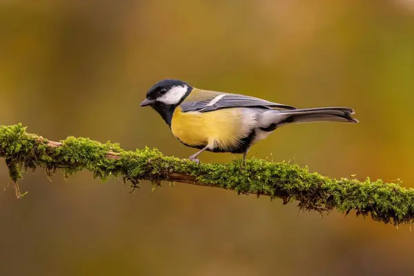 A great tit bird rests on a mossy branch. Beautiful autumn background.