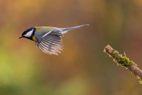 A great tit bird in flight, wings spread, against a blurred autumn background. A moment of tranquility captured in nature.