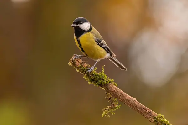 A Great Tit bird perched on a mossy branch against a blurred autumnal background.