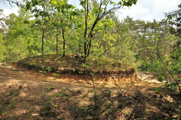 Huzurlu bir orman sahnesinde kumlu bir tepe açıkta kalmış toprak katmanları sergileniyor. Yeşillik ve güneş ışığı huzurlu bir atmosfer yaratır..