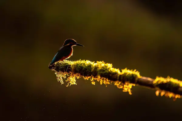 Kingfisher yosun kaplı bir dala tünedi, güneşin doğuşu ya da batışının ılık ışığında yıkandı. Çarpıcı bir vahşi yaşam fotoğrafı..