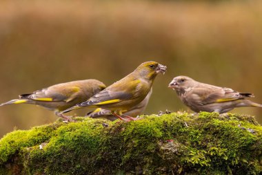 Üç yeşil ispinoz yosunlu bir kayaya tünemiş, yemeğin tadını çıkarıyor..