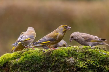 Bir grup ispinoz yosunlu bir kayanın üzerinde toplanır ve vahşi doğada yemeğin tadını çıkarırlar. Huzurlu ve huzurlu bir sahne..