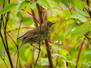 A beautiful thrush perched on a branch amongst lush green leaves. Its vibrant feathers are beautifully detailed. clipart