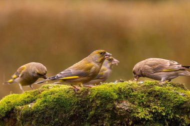 Üç yeşil ispinoz yosunlu bir kayanın üzerinde yemeğin tadını çıkarıyorlar. Sakin sonbahar sahnesi.