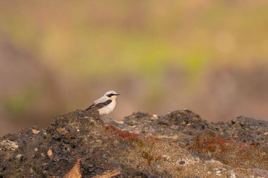 A Northern Wheatear rests on a dark volcanic rock against a soft, blurred background. The bird's details are sharp, highlighting its plumage. clipart