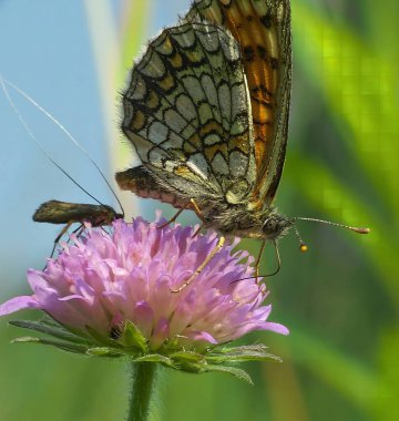 Close-up of a Melitaea cinxia butterfly on a purple flower. Beautiful nature photography. clipart