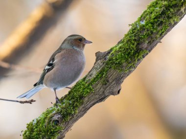 Sıradan bir ispinoz yosunlu bir dala oturur, geçmişi bulanıktır. Doğal ortamda güzel bir vahşi yaşam..