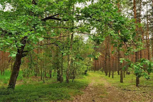 Bereketli yeşil bir ormanın içinden sakin bir yol esiyor. Güneş ışığı yaprakların arasından süzülüp barışçıl bir atmosfer yaratır..