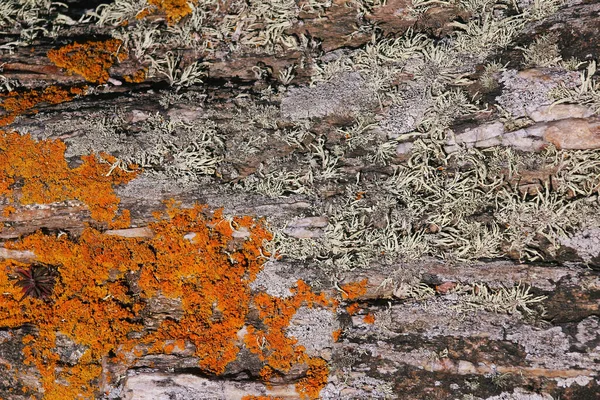 Una Vista Cerca Una Textura Rocas Musgo Colorido — Foto de Stock