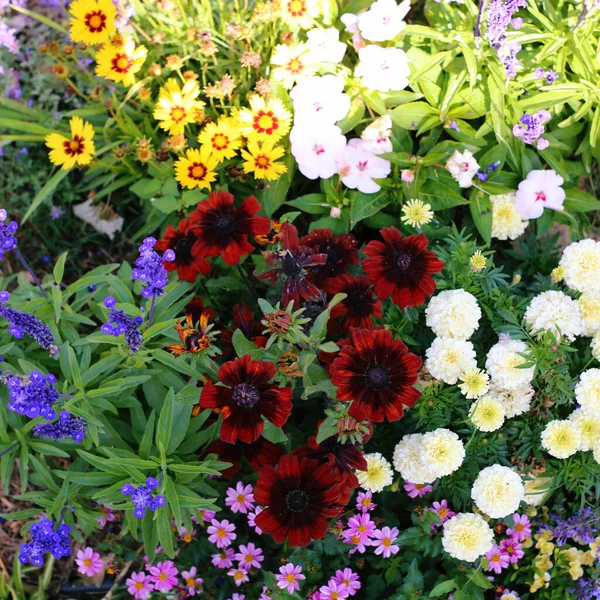 A Rainbow of Flowers in a Garden
