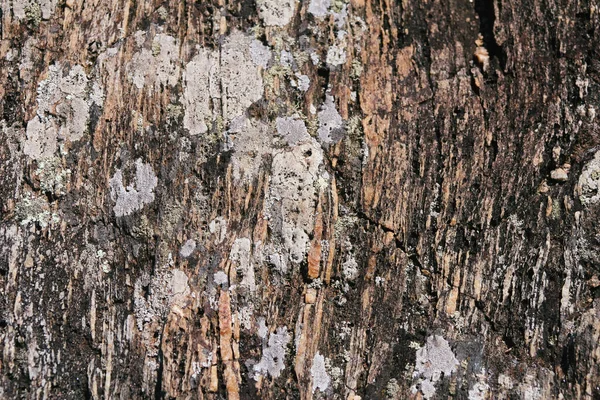 Крупный План Текстуры Камня — стоковое фото