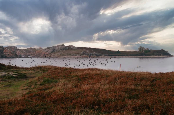 Una Bandada Aves Migratorias Despega Una Pequeña Península Francia Británica —  Fotos de Stock