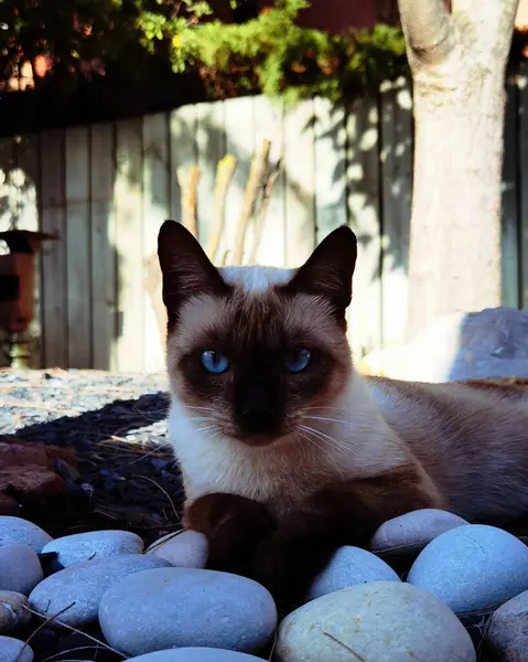 Pokojowy Syjamski Kotek Zbliżenie Siedzi Ogród — Zdjęcie stockowe